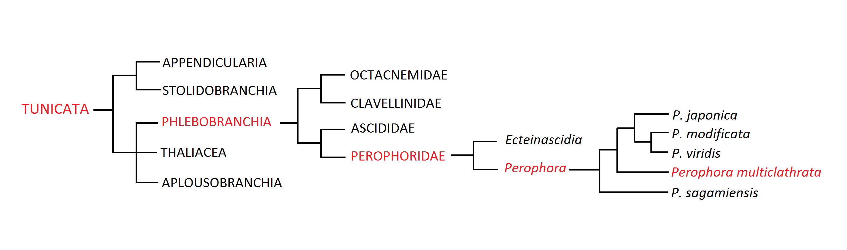 figure image